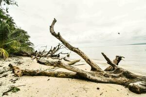 uma morto árvore em a de praia foto