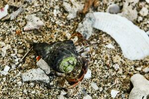 uma eremita caranguejo em a areia com cartuchos e pedras foto