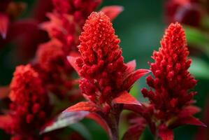 Celosia cristata vermelho flora. gerar ai foto