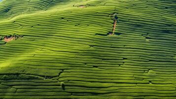 ai gerado chá plantação paisagem, topo Visão textura foto