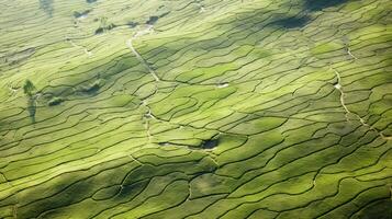 ai gerado chá plantação paisagem, topo Visão textura foto