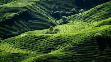 ai gerado verde chá plantação, topo Visão textura foto