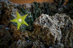 lindo amarelo flor do híbrido Huernia plantar florescendo em Rocha Panela foto