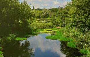 paisagem de dia de verão com um grande pântano pontilhado com lentilha verde e vegetação de pântano foto