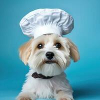 a cachorro é uma cozinhar. fofa cachorro dentro uma cozinhar chapéu fechar-se em uma azul fundo. ai gerado foto