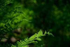 borrado floresta fundo com espaço para texto. lindo do samambaia folhas dentro natureza e sonhadores bokeh efeito dentro a floresta. foto