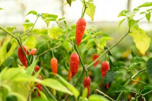 fresco vermelho Pimenta pimentas suspensão em plantas dentro uma estufa foto