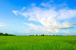 campo em uma fundo foto