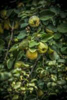 amarelo maduro marmelo fruta em uma árvore foto