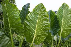 verde alocasia ou elefante orelha árvore plantar natural textura fundo foto