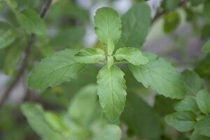 manjericão medicinal ou planta de folhas de tulsi orgânica verde foto