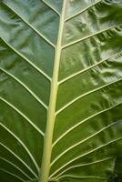 verde alocasia ou elefante orelha folhas padronizar textura fundo foto