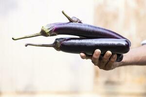 fresco orgânico legumes brinjal em mão segurando com raso profundidade do campo foto