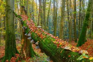 tranquilo campo floresta com exuberante folhagem e pacífico arredores foto