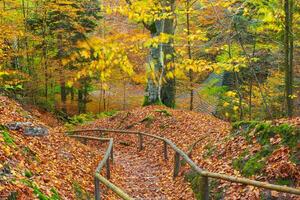 tranquilo outono bosque cena com colorida folhagem e imponente árvores foto