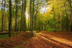 uma pacífico, cênico rural panorama com exuberante verde folhagem e árvores foto