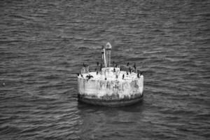 Corvo-marinho grupo em concreto ilha dentro a mar dentro Preto e branco. peixe caçador foto