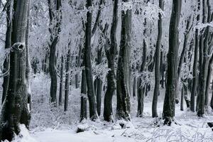 Preto inverno árvores dentro a floresta coberto com geada foto