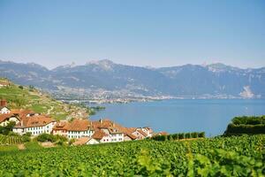 Vinhedo terraços às lago Genebra dentro verão, lavaux, vaud, Suíça foto