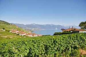Vinhedo terraços às lago Genebra dentro verão, lavaux, vaud, Suíça foto
