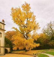 lindo gingko árvore durante outono estação com brilhante amarelo folhas, parque seg repositórios, Lausanne, Suíça foto