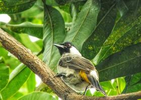 retrato do a fuliginoso encabeçado bulbul lança em ramo. ásia indonésio pássaro. bulbul pássaro empoleirado em árvore ramo. fuliginoso encabeçado bulbul isolado em verde natureza borrado fundo. dourado ventilado bulbul. foto