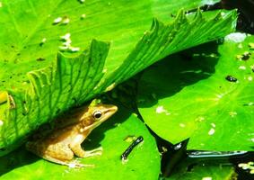 pântano rã em água lírio folhas. anfíbio criatura. ao ar livre lagoa com lótus folha em ensolarado dias. beleza do natureza. retrato do pequeno fofa rã sentado em verde folha foto