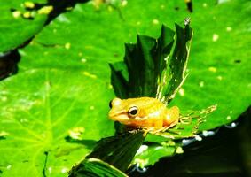 pântano rã em água lírio folhas. anfíbio criatura. ao ar livre lagoa com lótus folha em ensolarado dias. beleza do natureza. retrato do pequeno fofa rã sentado em verde folha foto