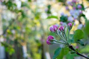 florescendo maçã árvore dentro a jardim em uma ensolarado Primavera dia. foto