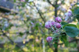 florescendo ramo do maçã árvore dentro Primavera jardim. seletivo foco. foto