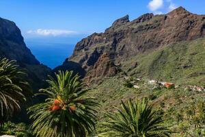 Palma árvore dentro a montanhas, desfiladeiro mascarar tenerife. foto