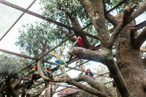 a nuca azulada papagaio, Além disso a de coroa azul verde papagaio, papagaio, a verde papagaio ou Como picoy sentado em uma ramo dentro a verde foto