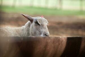 ovelha dentro a curral. ovelha animais de estimação em a Fazenda foto