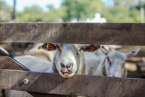 ovelha dentro a curral. ovelha animais de estimação em a Fazenda foto