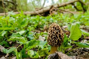 solteiro fresco saboroso morel em pé dentro verde plantas foto