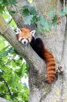 panda vermelho fofo descansando preguiçosamente em uma árvore foto