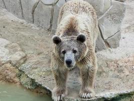 urso pardo na terra de perto foto