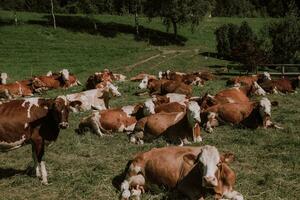 vacas pastar em a alpino Prado dentro a suíço Alpes. vacas pastar em uma verde exuberante Prado dentro a Alpes com montanhas dentro a fundo. nacional parque foto