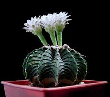 fechar acima gymnocalycium cacto flor florescendo contra Sombrio fundo foto