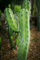 fechar acima mirtilocactus geometrizanos f. cristata dentro deset plantar jardim foto