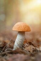 lindo bétula bolete bétula cogumelo, rude boletos ou boné marrom fungo dentro Relva com outono folhas. foto