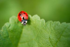 joaninha coccinellidae em salsinha haste e verde fundo. foto