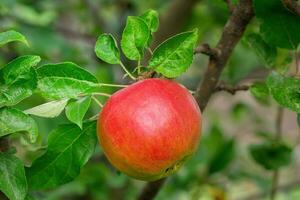 fechar acima do vermelho maçãs em árvore foto
