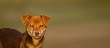 fofa e alerta vermelho cachorro sentado dentro exuberante verde grama... foto