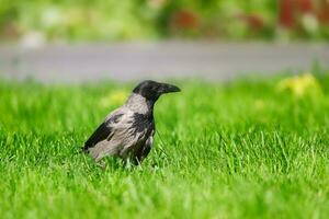 encapuzado corvo, carniça corvo, corvus corone cornix foto