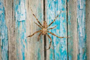 aranha em uma azul fundo foto