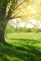 grande lindo árvore dentro a parque. uma raio do luz solar quebra através a galhos do uma árvore. natural papel de parede. foto