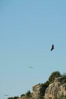 abutres vôo sobre Duraton rio, Espanha foto