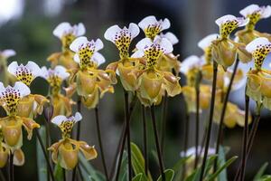 dama chinelo orquídea ou paphiopedilum vilosidade lindl stein flor dentro cheio flor a nativo epífita plantar para tropical floresta tropical do sudeste Ásia foto