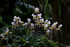 dama chinelo orquídeas ou paphiopedilum caloso rchb stein flowes dentro cheio flor a nativo epífita plantar para tropical floresta tropical do sudeste Ásia foto